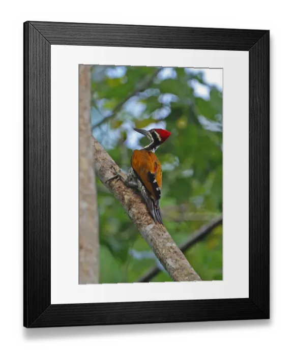 Framed Print : Greater Flameback (Chrysocolaptes lucidus guttacristatus) adult male, clinging to tree trunk, Kaeng Krachan N. P. Thailand, november Framed Print : Greater Flameback (Chrysocolaptes lucidus guttacristatus) adult male, clinging to tree trunk, Kaeng Krachan N. P. Thailand, november