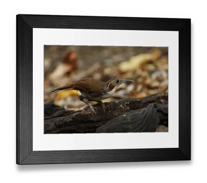 Framed Print : Large Scimitar-babbler (Pomatorhinus hypoleucos tickelli) adult, perched on rotting log, Kaeng Krachan N. P. Thailand, february