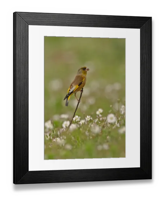 Framed Print : Oriental Greenfinch (Carduelis sinica ussuriensis) adult male, perched on stick amongst flowers, Beidaihe, Hebei, China, may Framed Print : Oriental Greenfinch (Carduelis sinica ussuriensis) adult male, perched on stick amongst flowers, Beidaihe, Hebei, China, may