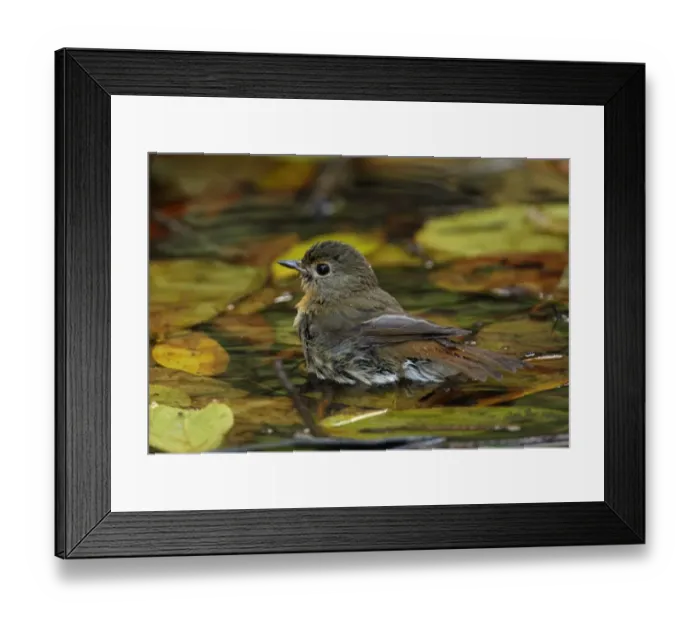 Framed Print : Blue-throated Flycatcher (Cyornis rubeculoides) adult female, bathing in pond, Kaeng Krachan N. P. Thailand, january Framed Print : Blue-throated Flycatcher (Cyornis rubeculoides) adult female, bathing in pond, Kaeng Krachan N. P. Thailand, january