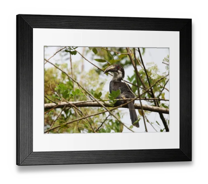 Framed Print : Sri Lanka Grey Hornbill (Ocyceros gingalensis) adult female, perched on branch, Kitulgala, Sri Lanka, december