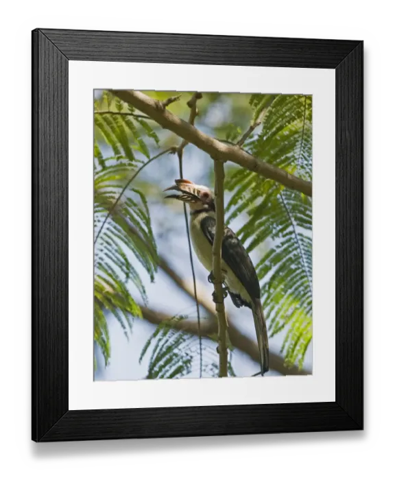 Framed Print : Luzon Tarictic Hornbill (Penelopides manillae) adult male, perched on branch, Subic, Luzon Island, Philippines Framed Print : Luzon Tarictic Hornbill (Penelopides manillae) adult male, perched on branch, Subic, Luzon Island, Philippines