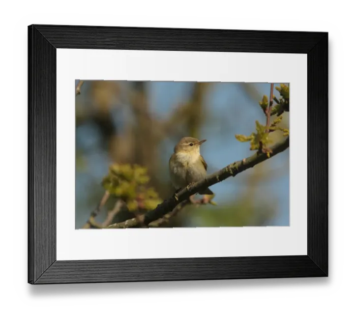 Framed Print : Iberian Chiffchaff (Phylloscopus ibericus) adult male, vagrant, perched on twig, Walderslade, Kent, England, may