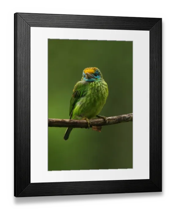 Framed Print : Yellow-fronted Barbet (Megalaima flavifrons) adult, perched on branch in rainfall, Sinharaja Forest, Sri Lanka, december