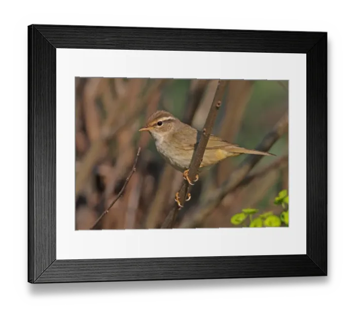 Framed Print : Radde's Warbler (Phylloscopus schwarzi) adult, perched on twig, Hebei, China, may Framed Print : Radde's Warbler (Phylloscopus schwarzi) adult, perched on twig, Hebei, China, may