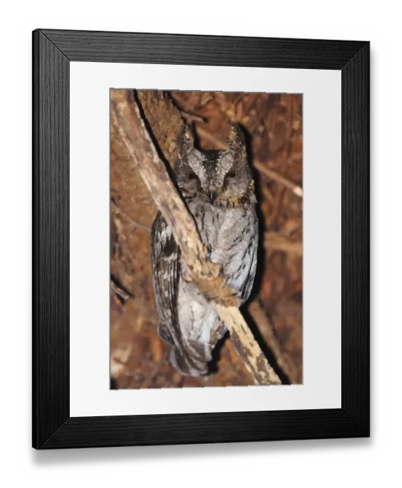 Framed Print : Malagasy Scops-owl (Otus rutilus) adult, perched on branch in gallery forest, Berenty Nature Reserve, Southern Madagascar, august Framed Print : Malagasy Scops-owl (Otus rutilus) adult, perched on branch in gallery forest, Berenty Nature Reserve, Southern Madagascar, august