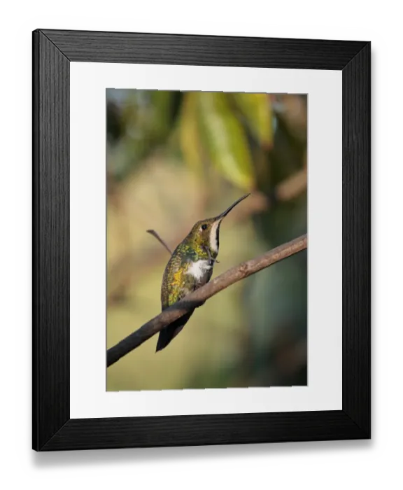 Framed Print : Black-throated Mango (Anthracothorax nigricollis) adult female (or possible first winter male), scratching with foot, perched on twig, Puerto Iguazu, Misiones, Argentina, april Framed Print : Black-throated Mango (Anthracothorax nigricollis) adult female (or possible first winter male), scratching with foot, perched on twig, Puerto Iguazu, Misiones, Argentina, april