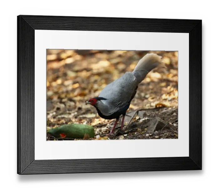 Framed Print : Kalij Pheasant (Lophura leucomelanos) adult male, feeding on fallen fruit, Kaeng Krachan N. P. Thailand, february Framed Print : Kalij Pheasant (Lophura leucomelanos) adult male, feeding on fallen fruit, Kaeng Krachan N. P. Thailand, february