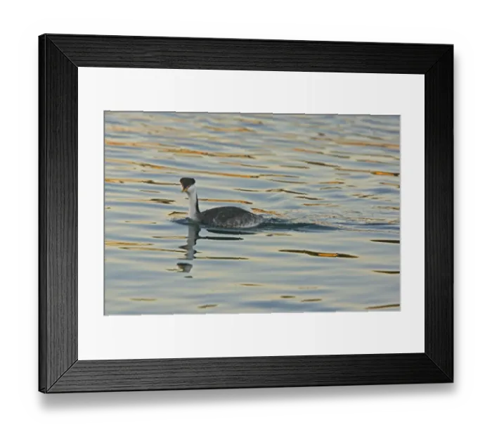 Framed Print : Clark's Grebe (Aechmophorus clarkii) adult, swimming at sunset, California, U. S. A. november Framed Print : Clark's Grebe (Aechmophorus clarkii) adult, swimming at sunset, California, U. S. A. november