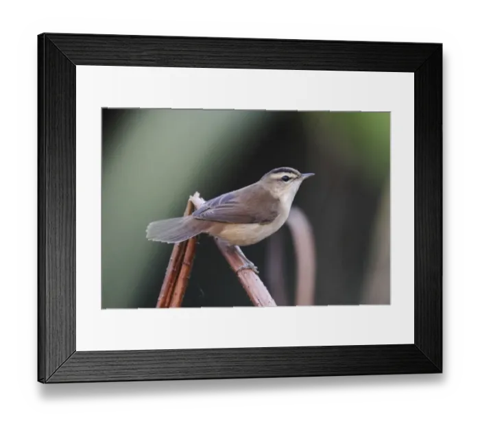 Framed Print : Black-browed Reed-warbler (Acrocephalus bistrigiceps) adult, perched on stem, Long Valley, Hong Kong, China, october Framed Print : Black-browed Reed-warbler (Acrocephalus bistrigiceps) adult, perched on stem, Long Valley, Hong Kong, China, october