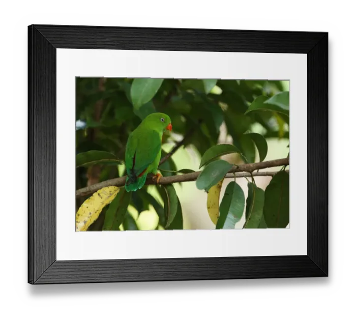 Framed Print : Vernal Hanging Parrot (Loriculus vernalis) adult, perched on branch, Kaeng Krachan N. P. Thailand, november Framed Print : Vernal Hanging Parrot (Loriculus vernalis) adult, perched on branch, Kaeng Krachan N. P. Thailand, november