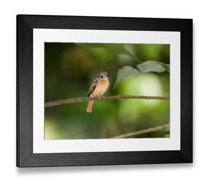Framed Print : Ruddy-tailed Flycatcher (Terenotriccus erythrurus fulvigularis) adult, perched on stem, Metro Park, Panama City, Panama Framed Print : Ruddy-tailed Flycatcher (Terenotriccus erythrurus fulvigularis) adult, perched on stem, Metro Park, Panama City, Panama