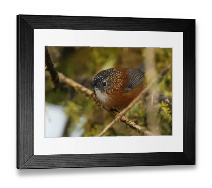 Framed Print : Bar-winged Wren-babbler (Spelaeornis troglodytoides souliei) adult, perched on twig, Mishmi Hills, Arunachal Pradesh, India, february Framed Print : Bar-winged Wren-babbler (Spelaeornis troglodytoides souliei) adult, perched on twig, Mishmi Hills, Arunachal Pradesh, India, february