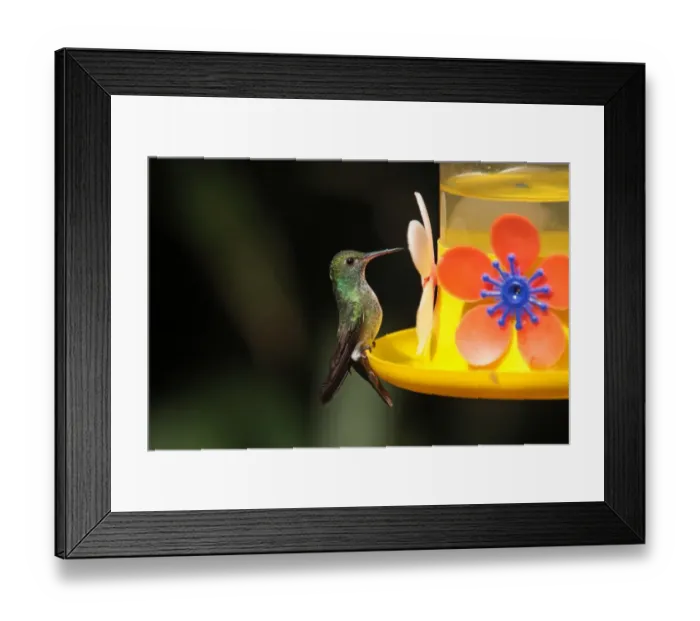Framed Print : Versicoloured Emerald (Amazilia versicolor) adult female, feeding at feeder, Puerto Iguazu, Misiones, Argentina, november Framed Print : Versicoloured Emerald (Amazilia versicolor) adult female, feeding at feeder, Puerto Iguazu, Misiones, Argentina, november