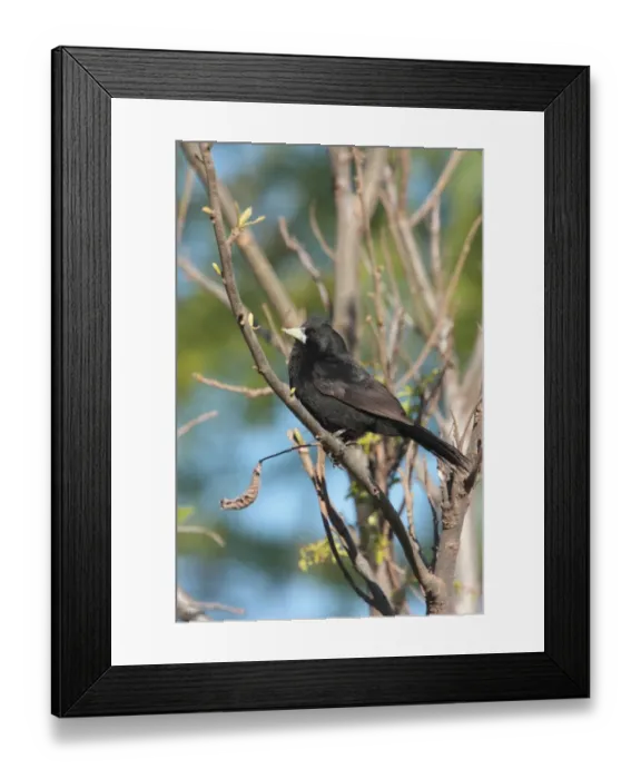 Framed Print : Solitary Black Cacique (Cacicus solitarius) adult, perched on branch, La Lucila, Buenos Aires Province, Argentina, september