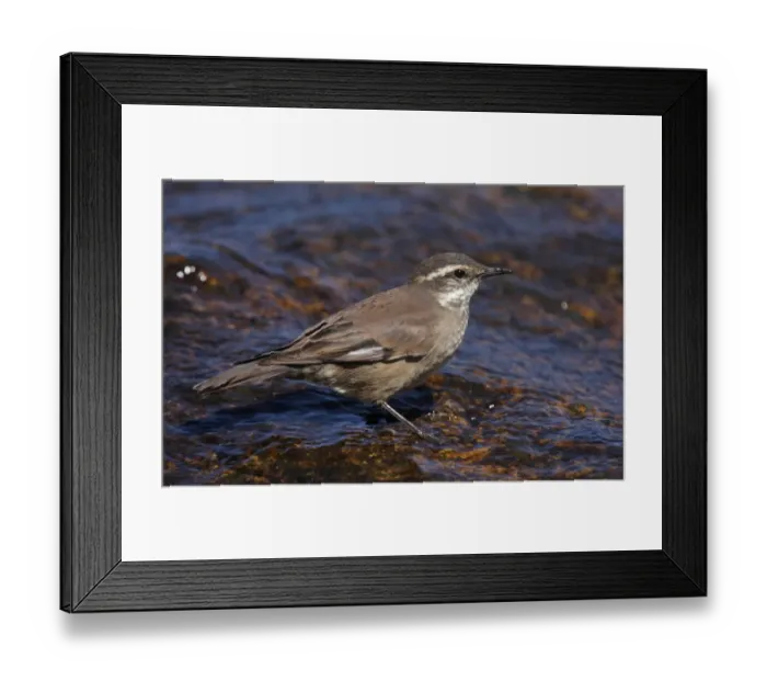 Framed Print : Olrog's Cinclodes (Cinclodes olrogi) adult, standing in shallow water, Pampa de Achala, Cordoba, Argentina, april Framed Print : Olrog's Cinclodes (Cinclodes olrogi) adult, standing in shallow water, Pampa de Achala, Cordoba, Argentina, april