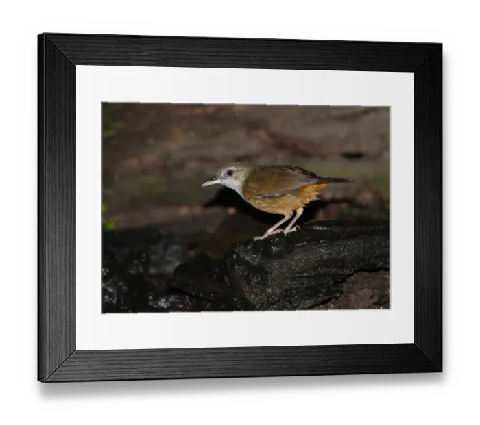 Framed Print : Abbott's Babbler (Malacocincla abbotti) adult, with wet plumage after bathing, standing at forest pool, Kaeng Krachan N. P. Thailand, november Framed Print : Abbott's Babbler (Malacocincla abbotti) adult, with wet plumage after bathing, standing at forest pool, Kaeng Krachan N. P. Thailand, november