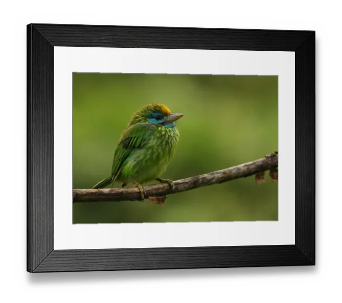 Framed Print : Yellow-fronted Barbet (Megalaima flavifrons) adult, perched on branch in rainfall, Sinharaja Forest, Sri Lanka, december Framed Print : Yellow-fronted Barbet (Megalaima flavifrons) adult, perched on branch in rainfall, Sinharaja Forest, Sri Lanka, december