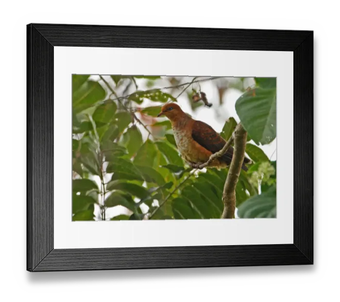 Framed Print : Little Cuckoo-dove (Macropygia ruficeps assimilis) juvenile, perched in tree, Kaeng Krachan N. P. Thailand, november Framed Print : Little Cuckoo-dove (Macropygia ruficeps assimilis) juvenile, perched in tree, Kaeng Krachan N. P. Thailand, november