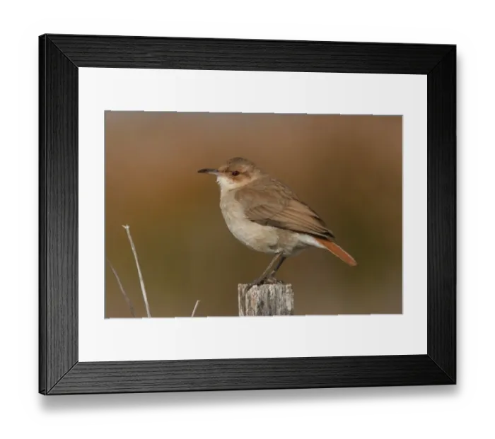 Framed Print : Rufous Hornero (Furnarius rufus) adult, perched on post, Rincon de Cobo, Buenos Aires, Argentina, august