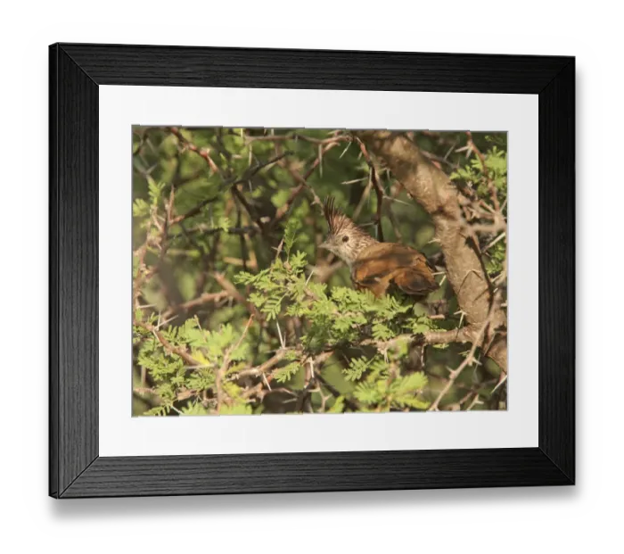 Framed Print : Crested Gallito (Rhinocrypta lanceolata) adult, perched on branch in dry spiny forest, La Cumbre, Cordoba, Argentina, april Framed Print : Crested Gallito (Rhinocrypta lanceolata) adult, perched on branch in dry spiny forest, La Cumbre, Cordoba, Argentina, april