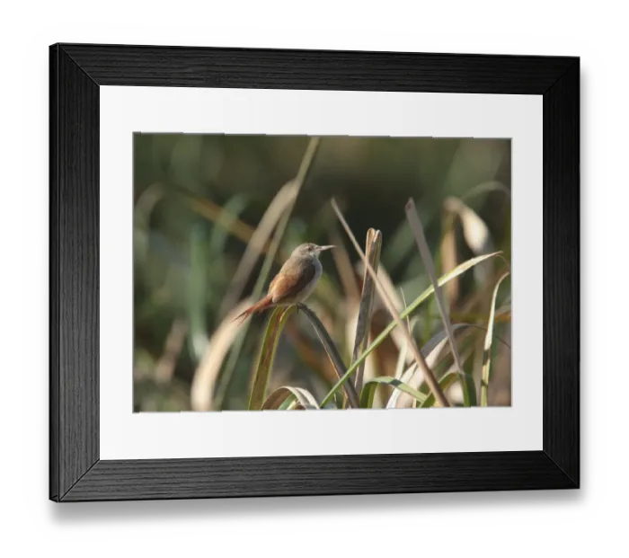 Framed Print : Straight-billed Reedhaunter (Limnoctites rectirostris) adult, perched on leaf, Reserva Natural Otamendi, Buenos Aires, Argentina, october Framed Print : Straight-billed Reedhaunter (Limnoctites rectirostris) adult, perched on leaf, Reserva Natural Otamendi, Buenos Aires, Argentina, october
