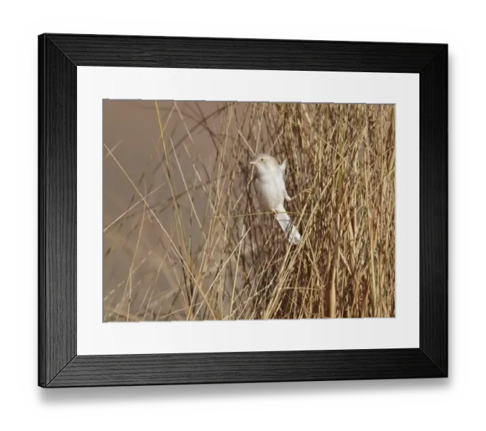 Framed Print : African Desert Warbler (Sylvia deserti) adult, perched on stems, near Erg Chebbi, Morocco, february Framed Print : African Desert Warbler (Sylvia deserti) adult, perched on stems, near Erg Chebbi, Morocco, february