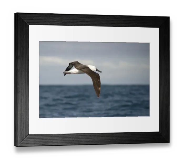 Framed Print : Atlantic Yellow-nosed Albatross (Thalassarche chlororhynchos) juvenile, in flight over sea, offshore Port St. Johns, Wild Coast, Eastern Cape (Transkei), South Africa Framed Print : Atlantic Yellow-nosed Albatross (Thalassarche chlororhynchos) juvenile, in flight over sea, offshore Port St. Johns, Wild Coast, Eastern Cape (Transkei), South Africa