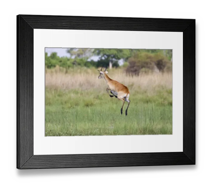 Framed Print : Red Lechwe (Kobus leche leche) immature male, running and jumping in wetland, Okavango Delta, Botswana Framed Print : Red Lechwe (Kobus leche leche) immature male, running and jumping in wetland, Okavango Delta, Botswana