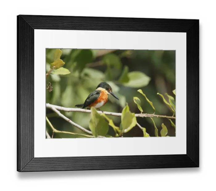 Framed Print : American Pygmy Kingfisher (Chloroceryle aenea) adult male, perched on twig, Pantanal, Mato Grosso, Brazil Framed Print : American Pygmy Kingfisher (Chloroceryle aenea) adult male, perched on twig, Pantanal, Mato Grosso, Brazil