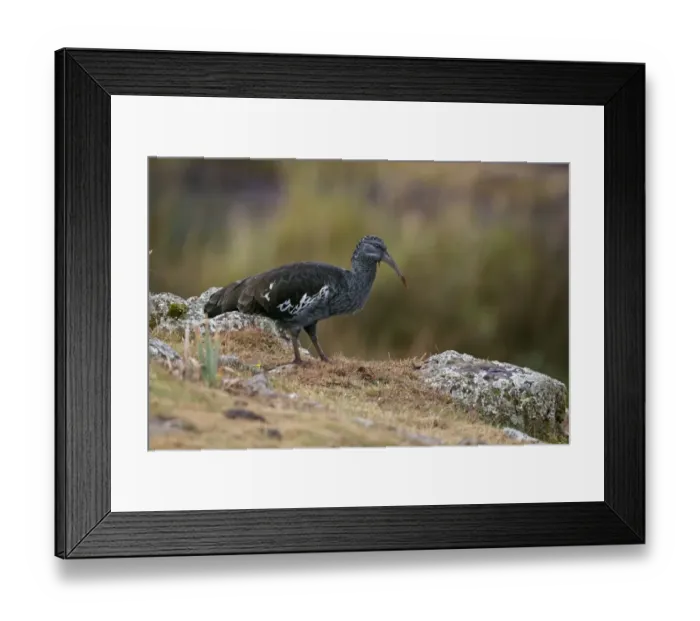 Framed Print : Wattled Ibis (Bostrychia carunculata) adult, standing on slope, Bale Mountains, Oromia, Ethiopia Framed Print : Wattled Ibis (Bostrychia carunculata) adult, standing on slope, Bale Mountains, Oromia, Ethiopia