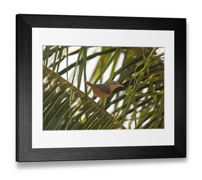 Framed Print : Thrush-like Wren (Campylorhynchus turdinus unicolor) adult, perched on palm frond, Porto Jofre, Mato Grosso, Brazil, september Framed Print : Thrush-like Wren (Campylorhynchus turdinus unicolor) adult, perched on palm frond, Porto Jofre, Mato Grosso, Brazil, september