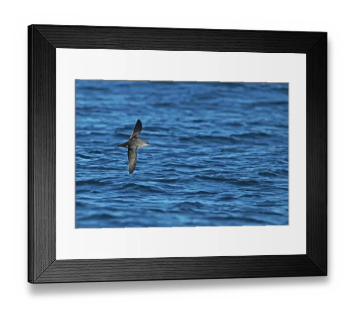 Framed Print : Balearic Shearwater (Puffinus mauretanicus) adult, in flight over sea, Algarve, Portugal, october Framed Print : Balearic Shearwater (Puffinus mauretanicus) adult, in flight over sea, Algarve, Portugal, october