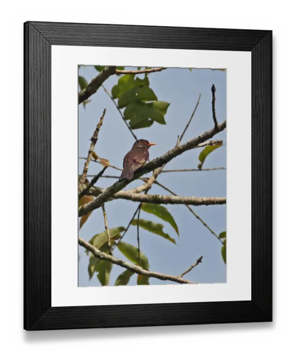 Framed Print : Violet Cuckoo (Chrysococcyx xanthorhynchus xanthorhynchus) adult male, perched on branch, Kaeng Krachan N. P. Thailand, november Framed Print : Violet Cuckoo (Chrysococcyx xanthorhynchus xanthorhynchus) adult male, perched on branch, Kaeng Krachan N. P. Thailand, november