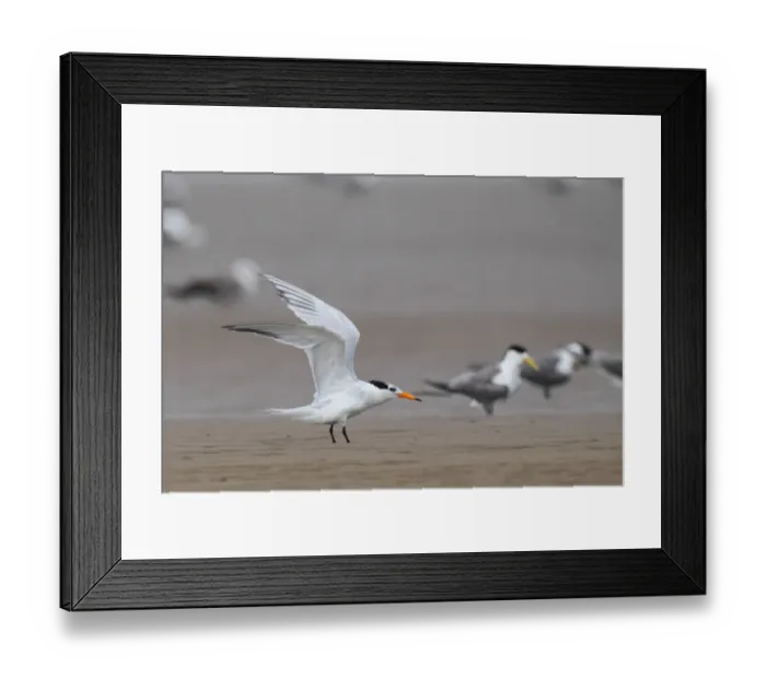 Framed Print : Chinese Crested Tern (Thalasseus bernsteini) adult, non-breeding plumage, landing on sandbank, with Great Crested Terns (Sterna bergii) standing in background, Minjiang Estuary, Fujian Province, China, july Framed Print : Chinese Crested Tern (Thalasseus bernsteini) adult, non-breeding plumage, landing on sandbank, with Great Crested Terns (Sterna bergii) standing in background, Minjiang Estuary, Fujian Province, China, july