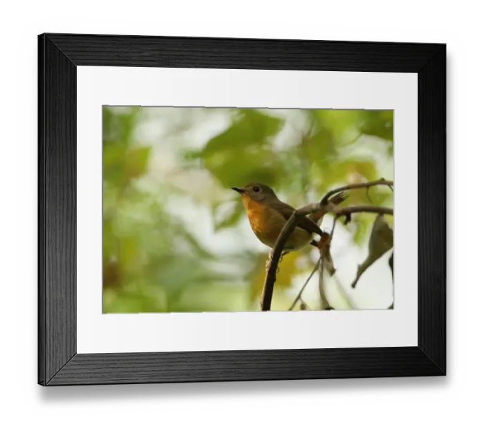 Framed Print : Hill Blue-flycatcher (Cyornis banyumas whitei) adult female, perched on branch, Kaeng Krachan N. P. Thailand, november Framed Print : Hill Blue-flycatcher (Cyornis banyumas whitei) adult female, perched on branch, Kaeng Krachan N. P. Thailand, november