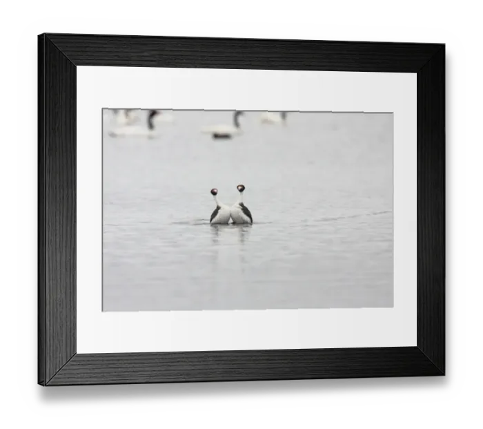 Framed Print : Hooded Grebe (Podiceps gallardoi) adult pair, displaying (only known photograph of display), with Black-necked Swans (Cygnus melanocoryphus) in background, Strobel Plateau, Santa Cruz, Argentina, november Framed Print : Hooded Grebe (Podiceps gallardoi) adult pair, displaying (only known photograph of display), with Black-necked Swans (Cygnus melanocoryphus) in background, Strobel Plateau, Santa Cruz, Argentina, november