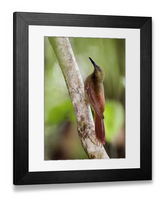 Framed Print : Northern Barred-woodcreeper (Dendrocolaptes sanctithomae) adult, clinging to branch, Pipeline Road, Soberania N. P. Panama Framed Print : Northern Barred-woodcreeper (Dendrocolaptes sanctithomae) adult, clinging to branch, Pipeline Road, Soberania N. P. Panama