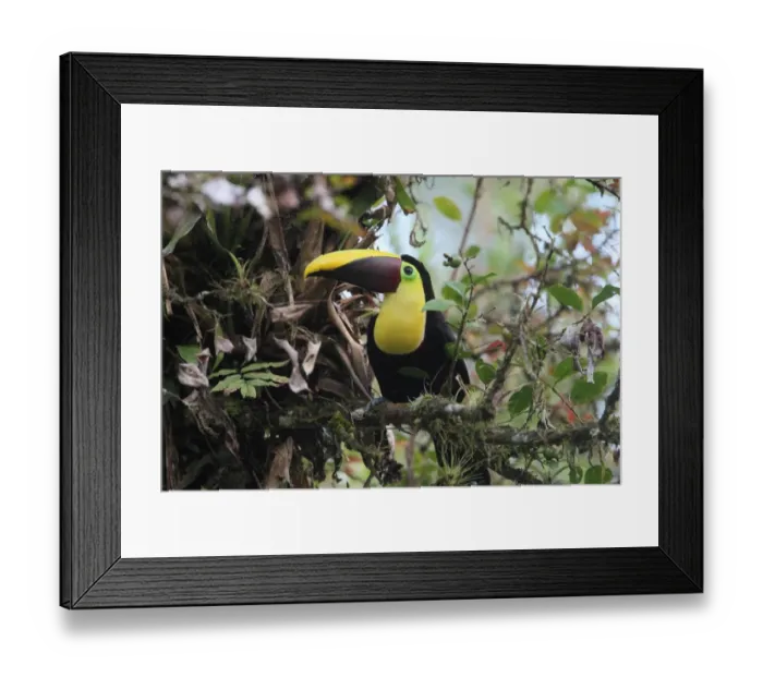 Framed Print : Chestnut-mandibled Toucan (Ramphastos swainsonii) adult, perched on branch in tree, Costa Rica, february Framed Print : Chestnut-mandibled Toucan (Ramphastos swainsonii) adult, perched on branch in tree, Costa Rica, february