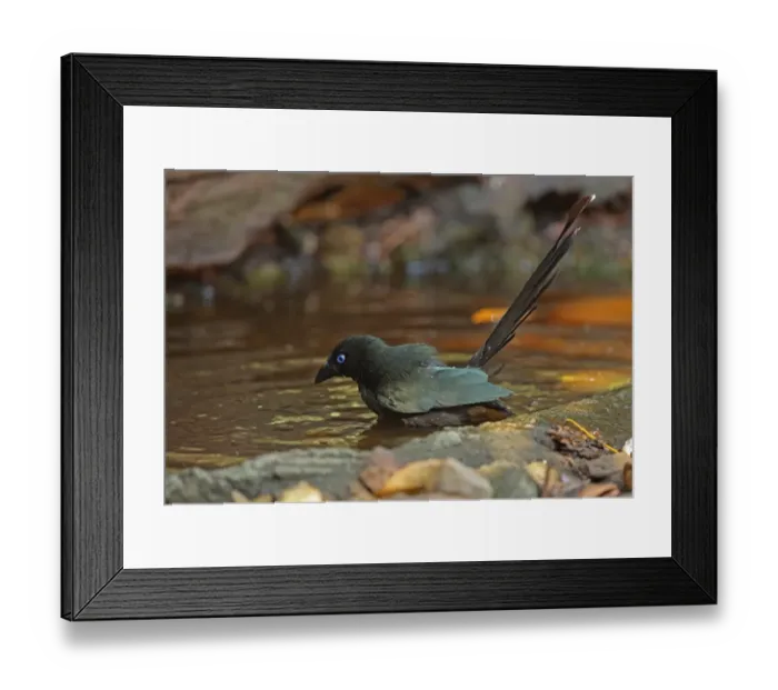 Framed Print : Racket-tailed Treepie (Crypsirina temia) adult, bathing in forest pool, Kaeng Krachan N. P. Thailand, february Framed Print : Racket-tailed Treepie (Crypsirina temia) adult, bathing in forest pool, Kaeng Krachan N. P. Thailand, february