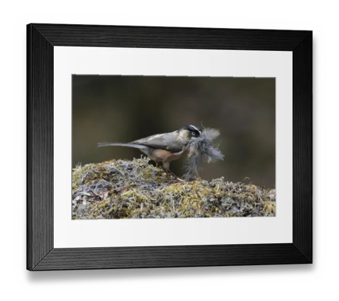 Framed Print : Black-browed Tit (Aegithalos bonvaloti) adult, with feathers in beak, collecting nesting material, Yunnan, China, april Framed Print : Black-browed Tit (Aegithalos bonvaloti) adult, with feathers in beak, collecting nesting material, Yunnan, China, april