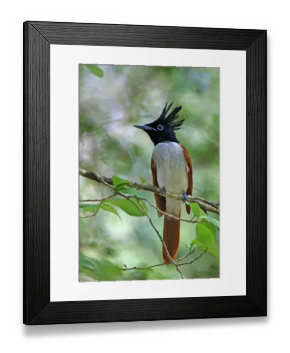 Framed Print : Asian Paradise-flycatcher (Terpsiphone paradisi ceylonensis) sub-adult male, perched on twig, Sri Lanka, december Framed Print : Asian Paradise-flycatcher (Terpsiphone paradisi ceylonensis) sub-adult male, perched on twig, Sri Lanka, december