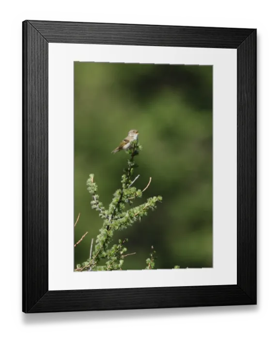 Framed Print : Chinese Leaf-warbler (Phylloscopus yunnanensis) adult male, singing, perched at top of tree, Old Peak, Hebei, China, may