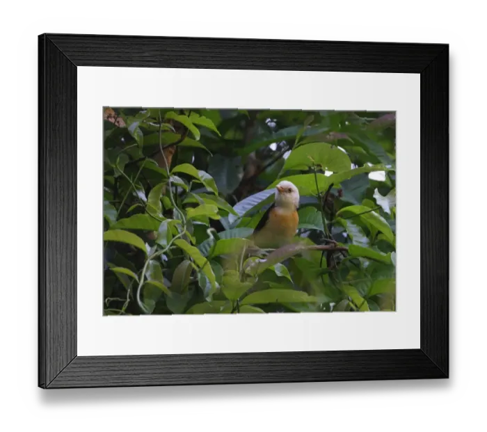 Framed Print : White-hooded Babbler (Gampsorhynchus rufulus torquatus) adult, perched on vine, Kaeng Krachan N. P. Thailand, february Framed Print : White-hooded Babbler (Gampsorhynchus rufulus torquatus) adult, perched on vine, Kaeng Krachan N. P. Thailand, february
