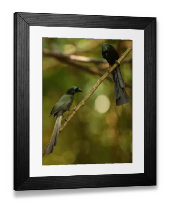Framed Print : Racket-tailed Treepie (Crypsirina temia) two adults, perched on branch, Kaeng Krachan N. P. Thailand, november Framed Print : Racket-tailed Treepie (Crypsirina temia) two adults, perched on branch, Kaeng Krachan N. P. Thailand, november