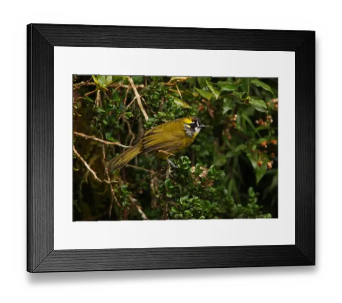 Framed Print : Yellow-eared Bulbul (Pycnonotus penicillatus) adult, perched in bush, Horton Plains N. P. Sri Lanka, december Framed Print : Yellow-eared Bulbul (Pycnonotus penicillatus) adult, perched in bush, Horton Plains N. P. Sri Lanka, december