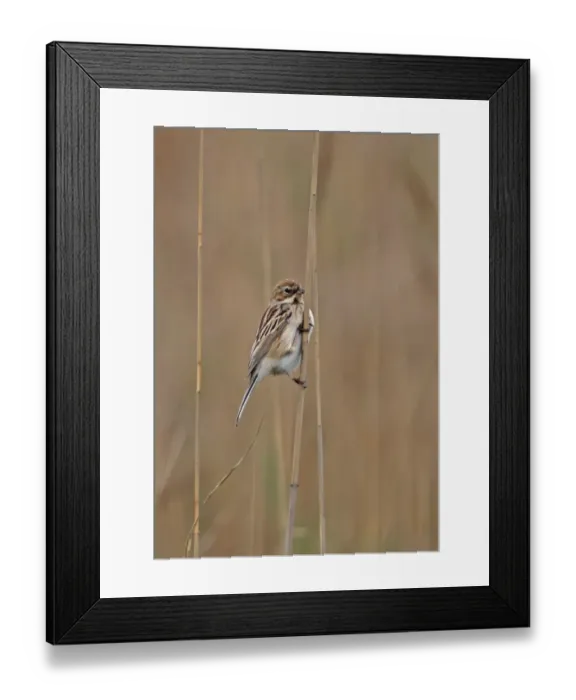 Framed Print : Pallas's Reed Bunting (Emberiza pallasi) adult female, perched on reed stem, Beidaihe, Hebei, China, may Framed Print : Pallas's Reed Bunting (Emberiza pallasi) adult female, perched on reed stem, Beidaihe, Hebei, China, may