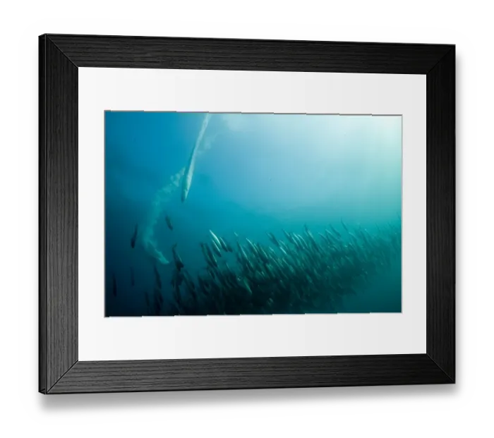 Framed Print : Cape Gannet (Morus capensis) two adults, diving underwater and feeding on baitball school of small bait fish, offshore Port St. Johns, Wild Coast, Eastern Cape (Transkei), South Africa Framed Print : Cape Gannet (Morus capensis) two adults, diving underwater and feeding on baitball school of small bait fish, offshore Port St. Johns, Wild Coast, Eastern Cape (Transkei), South Africa