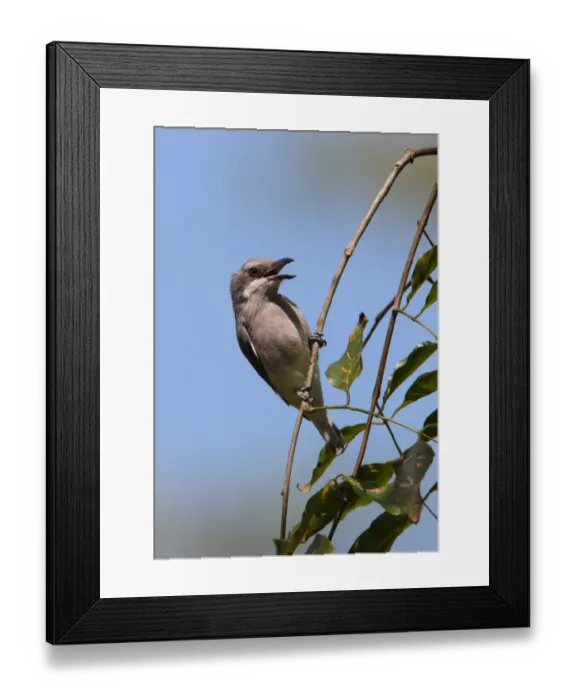 Framed Print : Ceylon Woodshrike (Tephrodornis affinis) adult, singing, perched on twig, Sri Lanka, december Framed Print : Ceylon Woodshrike (Tephrodornis affinis) adult, singing, perched on twig, Sri Lanka, december
