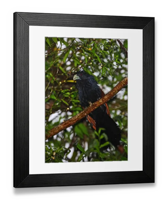 Framed Print : Green-billed Coucal (Centropus chlororhynchus) adult, perched on branch, Kitulgala, Sri Lanka, december Framed Print : Green-billed Coucal (Centropus chlororhynchus) adult, perched on branch, Kitulgala, Sri Lanka, december